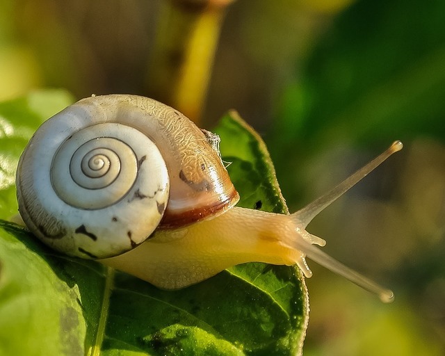 snail-405384_960_720.jpg